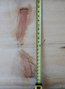 pine board with pruning mark visible in wood grain