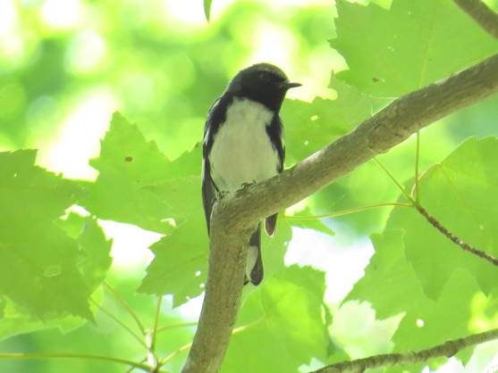black throated blue warbler 3