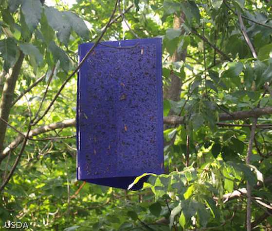 purple_trap_cropped