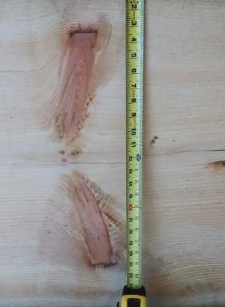pine board with pruning mark visible in wood grain