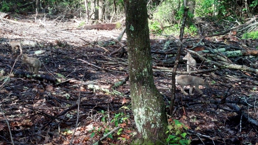 Four coyote pups explore recently harvested woods.