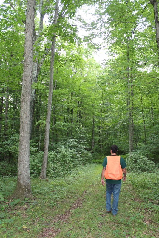 Hull forester Chris Casadei