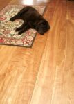 Birch Floors - Red Heartwood Curly Birch