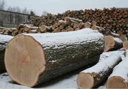 Forestry Services
