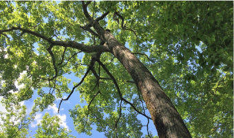 Forest Appraisals