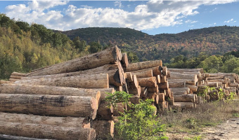 Timber Harvests/Timber Sales/Logging