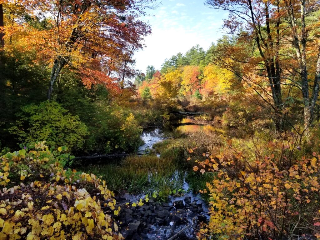 fall foliage at a working woodland managed by Hull Forest Products